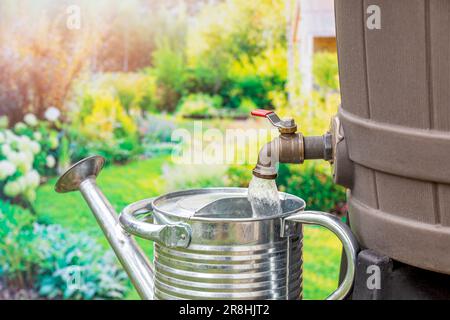 Remplir le arrosoir avec de l'eau provenant du robinet de pluie. Conservation de l'eau, jardinage, sécheresse et collecte des eaux de pluie. Banque D'Images