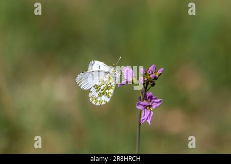 Femelle papillon à pointe orange (Piris) perchée sur une fleur de coucou avec un arrière-plan flou et vert Banque D'Images