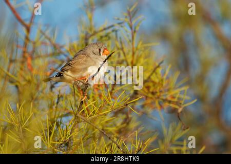 Finch zébré australien ou Finch à l'auge de Chestnut (Taeniopygia guttata castanotis) finch estrildide le plus commun d'Australie centrale, présenté à Puerto Banque D'Images