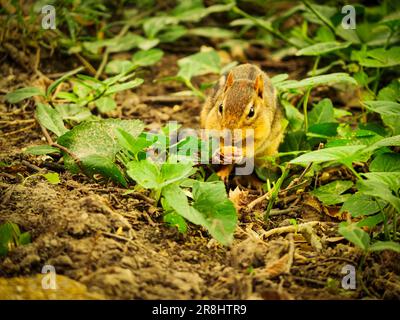 Un mignon chipmunk sur le sol manger de la nourriture près des buissons et des plantes Banque D'Images