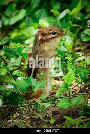 Un mignon chipmunk sur le sol à la recherche de nourriture près des buissons et des plantes Banque D'Images