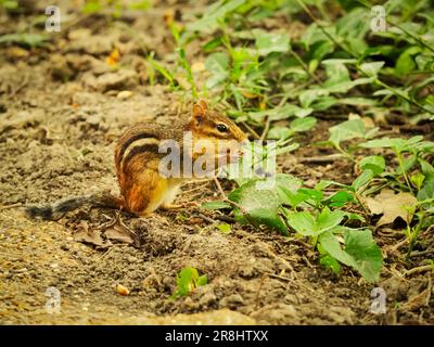 Un mignon chipmunk sur le sol manger de la nourriture près des buissons et des plantes Banque D'Images