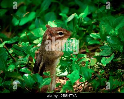 Un mignon chipmunk sur le sol à la recherche de nourriture près des buissons et des plantes Banque D'Images