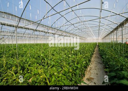 Culture de concombres. Merlino Azienda Agricola San Maurizio. Merlino. Province de Lodi. Italie Banque D'Images