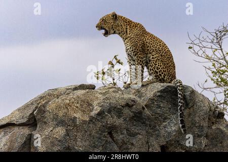 Léopard (Panthera pardus), Parc national du Serengeti, Tanzanie, Afrique Banque D'Images