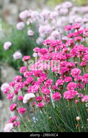 Armeria maritima 'Dusseldorfer Stolz' en fleur. Banque D'Images