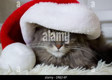 Cristmas chat en rouge chapeau de père Noël couché sur le tissu doux léger à la maison, chaton regarder seriosly avant, chat attendant noël en costume, zodiaque chinois Banque D'Images