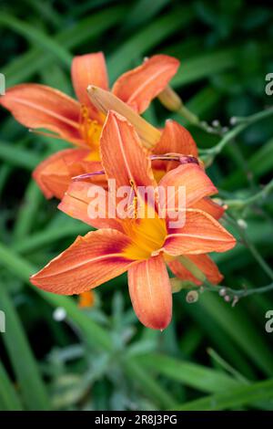 La fleur de lys (Hemerocallis fulva) appartient à l'ordre des Liliales, famille des Liliaceae. Gros plan d'une fleur de daylis orange (hémerocallis fulva) en noir Banque D'Images
