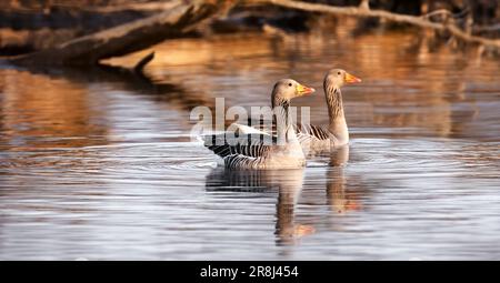 Deux bernaches graylag ou grylag ( Anser Anser ) au coucher du soleil sur un lac créant une réflexion et des vagues douces, Banque D'Images