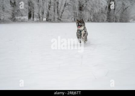 Un chien joueur d'Akita inu qui profite des chutes de neige de l'hiver, qui couine et gaie dans un pré en plein air Banque D'Images