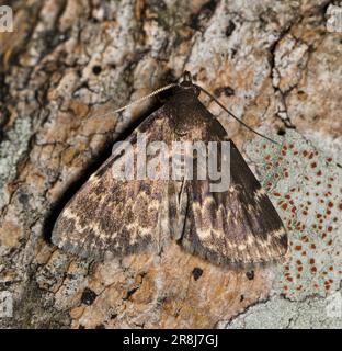 Idia Moth noir brillant (Idia lubricalis) sur écorce de pin, vue dorsale. Espèce présente aux États-Unis et au Canada, elle se nourrit de lichen, de lichen et de champignons. Banque D'Images