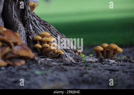 Une scène extérieure idyllique avec un groupe de champignons vivants nichés au milieu d'une végétation luxuriante Banque D'Images