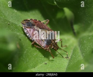 Insecte brun marmoré sur la feuille Banque D'Images