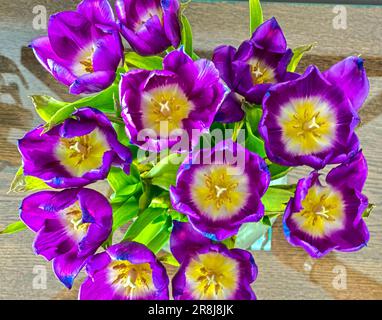 Didiers tulipes sur une table de salle à verre Banque D'Images
