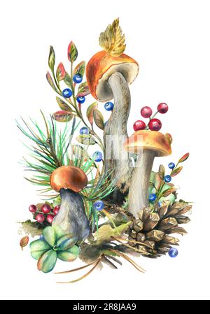 Champignons boletus de forêt avec herbe, bleuets, mousse et cône. illustration aquarelle, dessinée à la main. Composition isolée sur fond blanc Banque D'Images