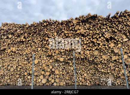 Un grand nombre de grumes de pin empilées soigneusement dans un entrepôt en plein air Banque D'Images