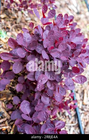 Euphorbia cotinifolia est un arbuste rouge à feuilles larges originaire du Mexique et de l'Amérique du Sud Banque D'Images