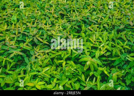 Hypericum calycinum est une espèce de prostrate ou d'arbuste à faible croissance de la famille des plantes à fleurs Hypericaceae. Banque D'Images