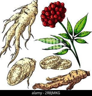 vecteur dessiné à la main d'esquisse de jeu de racines de ginseng Illustration de Vecteur