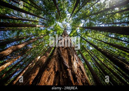 Photo de gros plan depuis le dessous d'un arbre de séquoia rouge grimpant dans le ciel avec le reste des arbres dans la forêt par une journée ensoleillée Banque D'Images