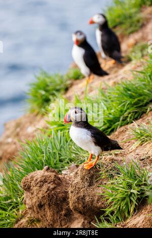 Puffins (Fratercula arctica) sur les falaises de North Haven, Skomer, une île au large de la côte de Pembrokeshire, Marloes, pays de Galles de l'Ouest, célèbre pour sa faune Banque D'Images