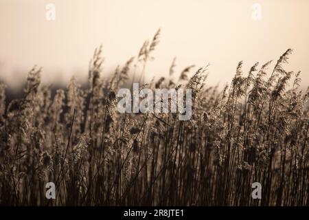 Herbes dans la lumière du soleil du soir à Horsey Mere au crépuscule en février, Norfolk, Angleterre, Royaume-Uni Banque D'Images