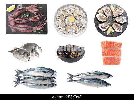 Collage avec différents fruits de mer sur fond blanc Banque D'Images