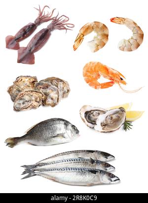 Collage avec différents fruits de mer sur fond blanc Banque D'Images