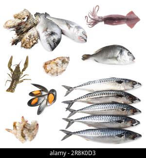 Collage avec différents fruits de mer sur fond blanc Banque D'Images
