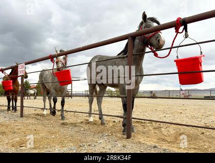 Trois chevaux dégarnis de seaux d'alimentation rouges attachés à la clôture de rail en diagonale. Banque D'Images