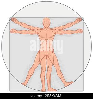 Dessin vectoriel de style caricature homme de Vitruvian, Etude des proportions idéales du corps humain, canon de proportions humaines Illustration de Vecteur