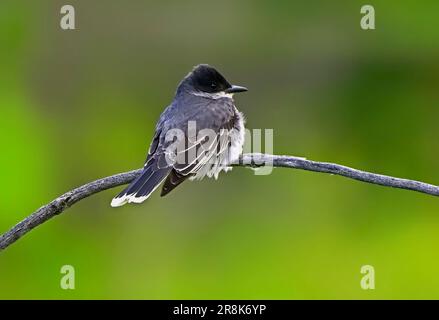 Un oiseau de l'est, Tyrannus tyrannus, perché sur une branche d'arbre mort à l'observation des insectes volants Banque D'Images