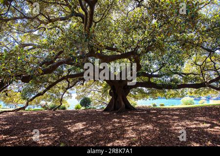 Moreton Bay Fig Tree avec racines aériennes au Royal Botanic Garden, Sydney, Australie Banque D'Images