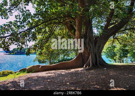 Moreton Bay Fig Tree avec racines aériennes au Royal Botanic Garden, Sydney, Australie Banque D'Images