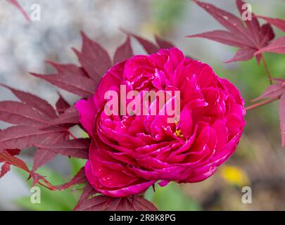 'Karl Rosenfield' jardin commun, Luktpion la pivoine (Paeonia lactiflora) Banque D'Images