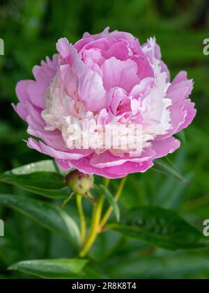 'Sorbet' jardin commun, Luktpion la pivoine (Paeonia lactiflora) Banque D'Images