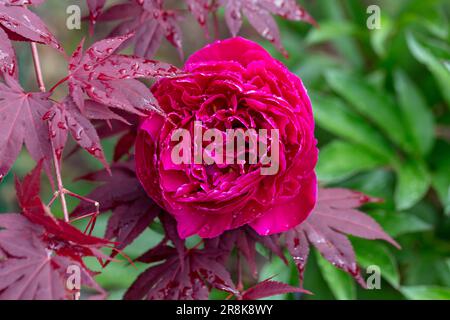 'Karl Rosenfield' jardin commun, Luktpion la pivoine (Paeonia lactiflora) Banque D'Images