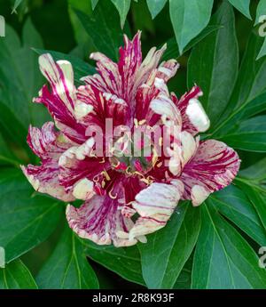 Poney Itoh, Itoh-pion (Paeonia itoh hybride) Banque D'Images
