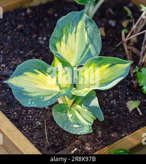 Nénuphar 'Colored Hulk', Blomsterfunkia (Hosta fortunei) Banque D'Images