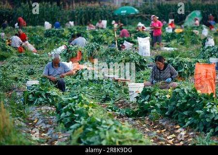 (230622) -- CHENGDU, 22 juin 2023 (Xinhua) -- les gens récoltent du soja vert dans les champs de Guantang, dans le comté de Jintang, à Chengdu, dans la province du Sichuan, au sud-ouest de la Chine, au 19 juin 2023. Guantang Community est un centre de production agricole du comté de Jintang à Chengdu, avec une production annuelle de soja vert de 82 000 tonnes et une production annuelle de 320 millions de yuans (environ 44,57 millions de dollars américains). Le soja vert local est entré dans la saison de récolte au cours des derniers jours, qui sont envoyés des champs aux tables des gens par une série de traitement en une demi-journée. (Xinhua/Shen Bohan) Banque D'Images