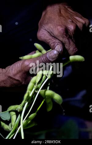 (230622) -- CHENGDU, 22 juin 2023 (Xinhua) -- Un agriculteur récolte du soja vert dans les champs de nuit à Guantang, dans le comté de Jintang, Chengdu, dans la province du Sichuan, au sud-ouest de la Chine, au 19 juin 2023. Guantang Community est un centre de production agricole du comté de Jintang à Chengdu, avec une production annuelle de soja vert de 82 000 tonnes et une production annuelle de 320 millions de yuans (environ 44,57 millions de dollars américains). Le soja vert local est entré dans la saison de récolte au cours des derniers jours, qui sont envoyés des champs aux tables des gens par une série de traitement en une demi-journée. (Xinhua/Shen Bohan) Banque D'Images