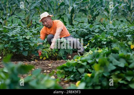 (230622) -- CHENGDU, 22 juin 2023 (Xinhua) -- Un agriculteur récolte du soja vert dans un champ situé à Guantang, dans le comté de Jintang, à Chengdu, dans la province du Sichuan, dans le sud-ouest de la Chine, au 19 juin 2023. Guantang Community est un centre de production agricole du comté de Jintang à Chengdu, avec une production annuelle de soja vert de 82 000 tonnes et une production annuelle de 320 millions de yuans (environ 44,57 millions de dollars américains). Le soja vert local est entré dans la saison de récolte au cours des derniers jours, qui sont envoyés des champs aux tables des gens par une série de traitement en une demi-journée. (Xinhua/Shen Bohan) Banque D'Images