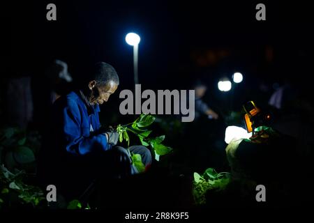 (230622) -- CHENGDU, 22 juin 2023 (Xinhua) -- Un agriculteur récolte du soja vert dans les champs de nuit à Guantang, dans le comté de Jintang, Chengdu, dans la province du Sichuan, au sud-ouest de la Chine, au 19 juin 2023. Guantang Community est un centre de production agricole du comté de Jintang à Chengdu, avec une production annuelle de soja vert de 82 000 tonnes et une production annuelle de 320 millions de yuans (environ 44,57 millions de dollars américains). Le soja vert local est entré dans la saison de récolte au cours des derniers jours, qui sont envoyés des champs aux tables des gens par une série de traitement en une demi-journée. (Xinhua/Shen Bohan) Banque D'Images