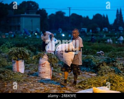 (230622) -- CHENGDU, 22 juin 2023 (Xinhua) -- les agriculteurs pèsent le soja vert qui vient d'être récolté à Guantang, dans le comté de Jintang, à Chengdu, dans la province du Sichuan, au sud-ouest de la Chine, au 19 juin 2023. Guantang Community est un centre de production agricole du comté de Jintang à Chengdu, avec une production annuelle de soja vert de 82 000 tonnes et une production annuelle de 320 millions de yuans (environ 44,57 millions de dollars américains). Le soja vert local est entré dans la saison de récolte au cours des derniers jours, qui sont envoyés des champs aux tables des gens par une série de traitement en une demi-journée. (Xinhua/Shen Bohan) Banque D'Images