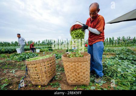 (230622) -- CHENGDU, 22 juin 2023 (Xinhua) -- Un agriculteur verse du soja vert dans un panier dans le comté de Jintang, Chengdu, dans la province du Sichuan, au sud-ouest de la Chine, au 19 juin 2023. Guantang Community est un centre de production agricole du comté de Jintang à Chengdu, avec une production annuelle de soja vert de 82 000 tonnes et une production annuelle de 320 millions de yuans (environ 44,57 millions de dollars américains). Le soja vert local est entré dans la saison de récolte au cours des derniers jours, qui sont envoyés des champs aux tables des gens par une série de traitement en une demi-journée. (Xinhua/Shen Bohan) Banque D'Images