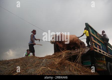 Les vendeurs de bétail déchargent des boeufs d'un camion près d'un marché de bétail avant le festival musulman d'Eid al-Adha ou le « Festival du sacrifice » à Dhaka, Banglade Banque D'Images