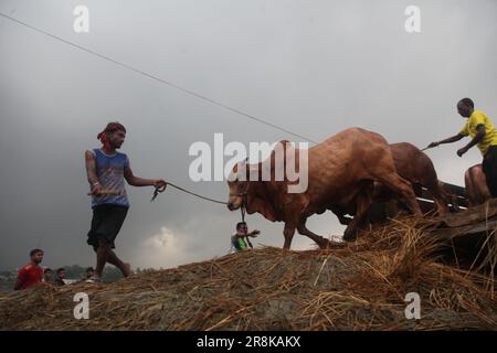 Les vendeurs de bétail déchargent des boeufs d'un camion près d'un marché de bétail avant le festival musulman d'Eid al-Adha ou le « Festival du sacrifice » à Dhaka, Banglade Banque D'Images