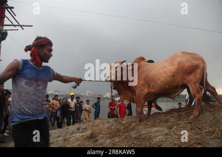 Les vendeurs de bétail déchargent des boeufs d'un camion près d'un marché de bétail avant le festival musulman d'Eid al-Adha ou le « Festival du sacrifice » à Dhaka, Banglade Banque D'Images