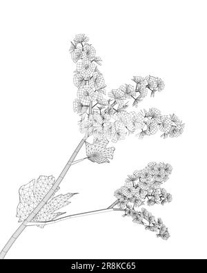 Décoration de fleurs filaires sur fond blanc. Image filaire noire des fleurs isolées sur fond blanc. Dessiner des fleurs d'esquisse. Cerisiers en fleurs Illustration de Vecteur