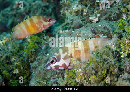 Paire de mérous à pointe noire, Epinephelus fasciatus, site de plongée de Laha, Ambon, Maluku, Indonésie, mer de Banda Banque D'Images